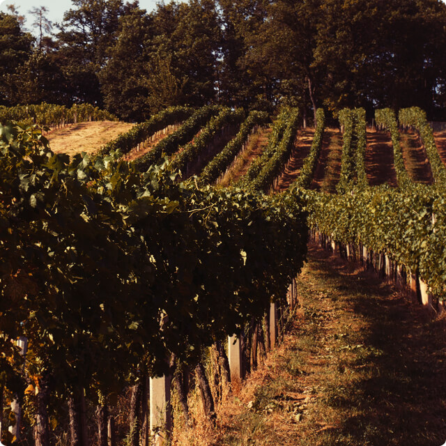 Burgenland: Österreichs Weinbauland