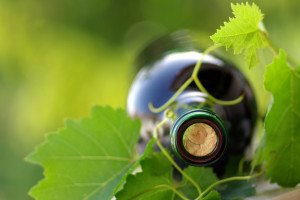 Weinflasche zwischen Weinblättern