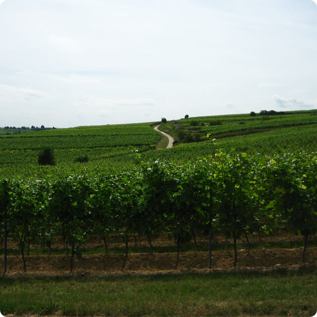 Rheinhessen – Die Weinregion