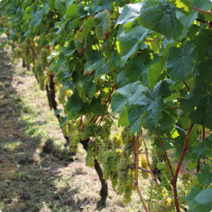 Viognier wird im Ursprungsland Frankreich angebaut, die eine der ungewöhnlichsten weißen Rebsorten ist. Tiefgelbe, vollmundige Weißweine mit feinen Aromen.