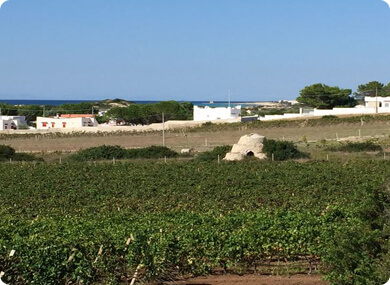 Weinregion Apulien