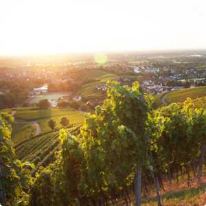 Die Weinregion Baden