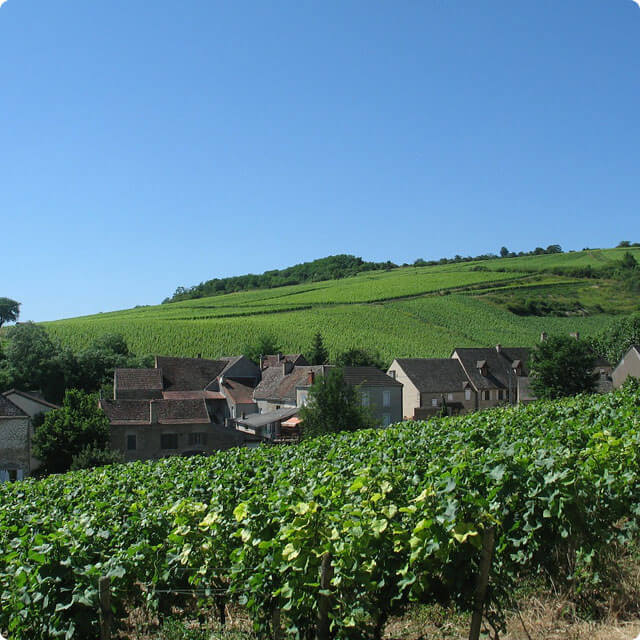 Die Weinregion Burgund