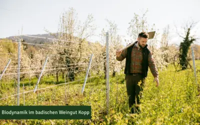 Biowein & Biodynamischer Weinbau erobern den Markt