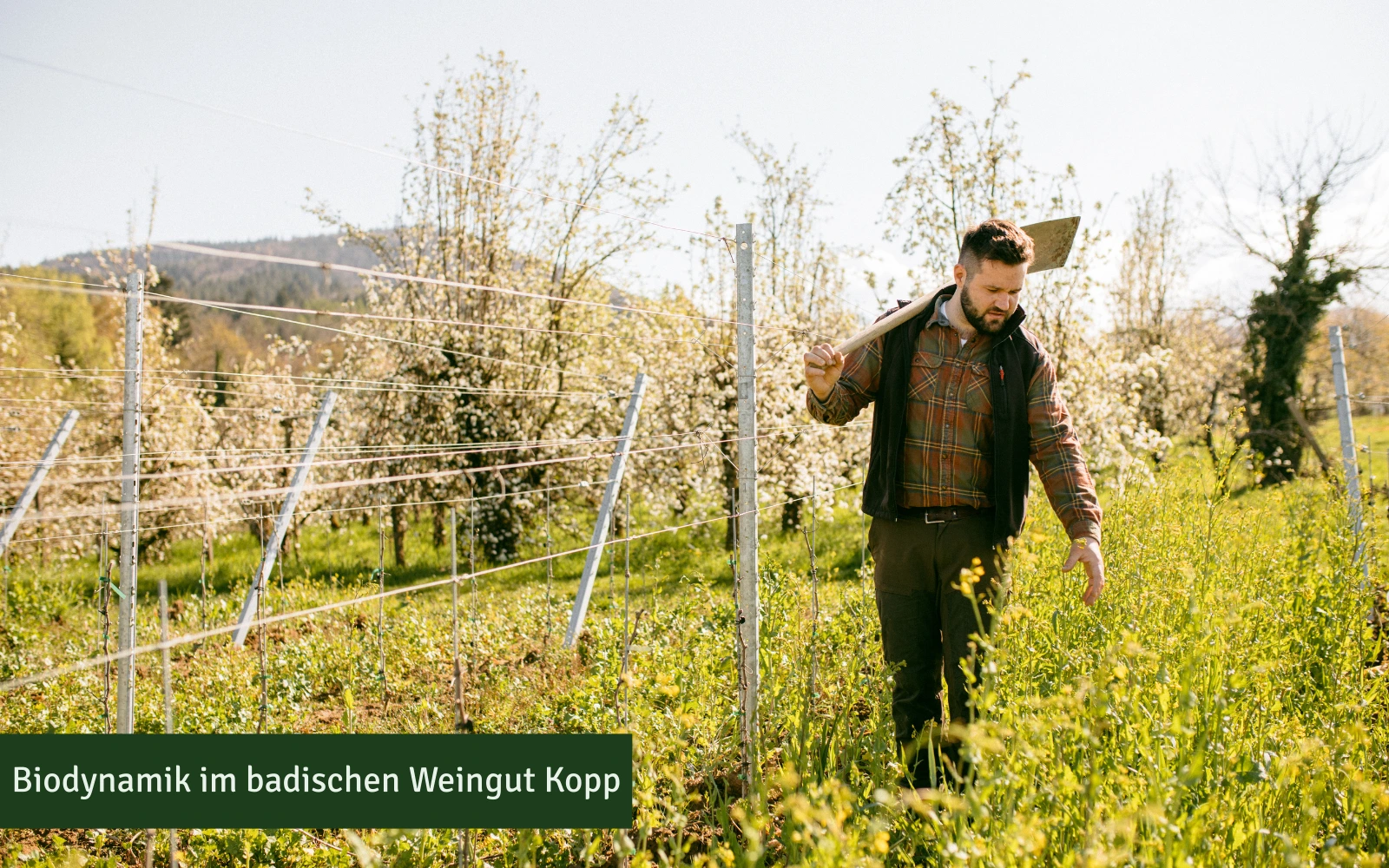 Weingut Kopp ist biodynamisch | Weinhelden.de
