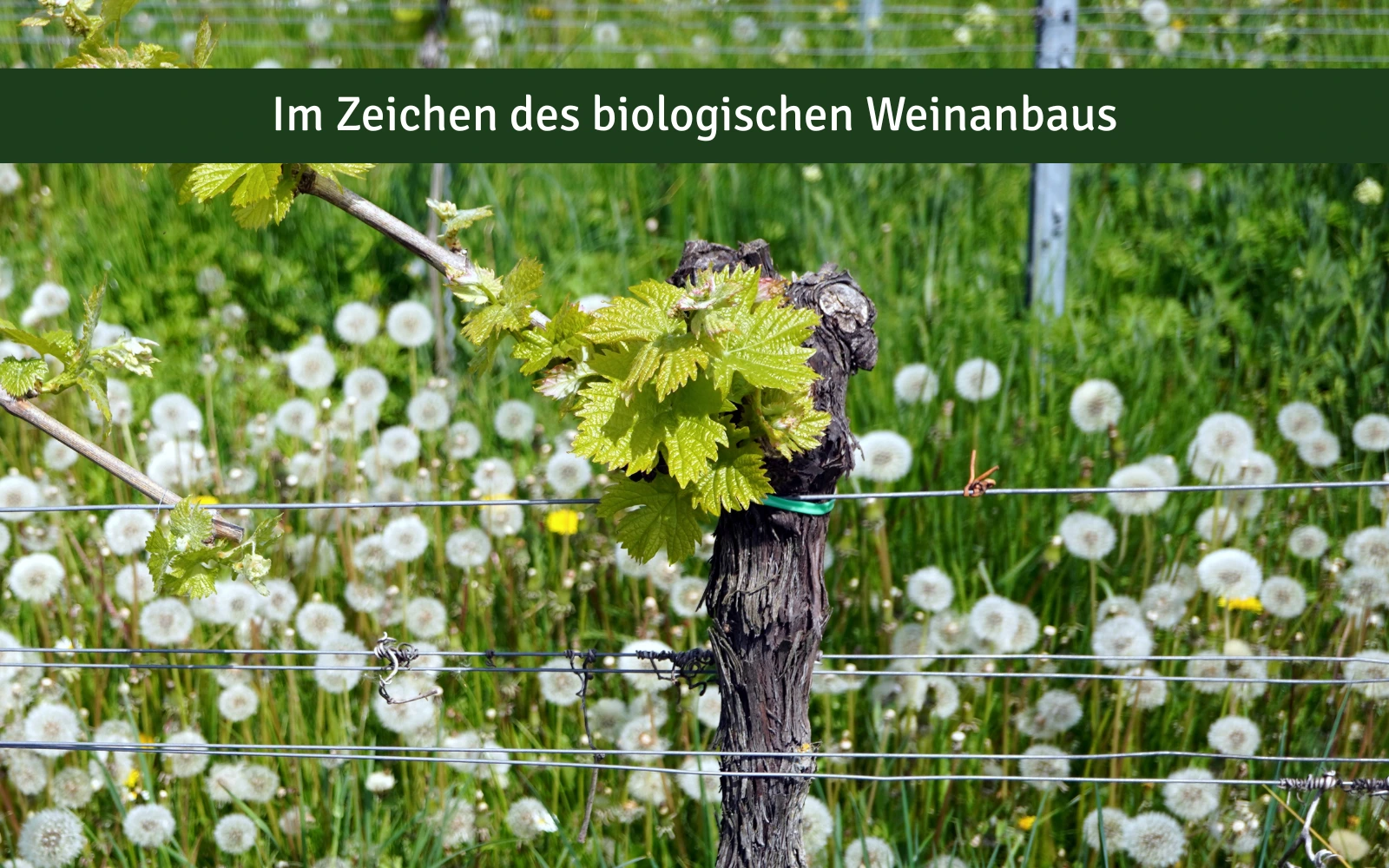 Biologischer Weinanbau | Weinhelden.de
