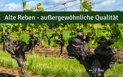 Alte Reben: Weine von außergewöhnlicher Qualität