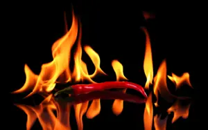Kategorie Passt zu hot & spicy | Weinhelden