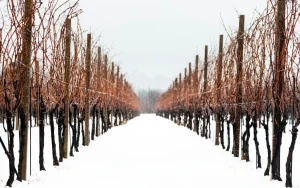 Weinhelden Winterpause | Wir sehen uns wieder am 7. Januar 2026